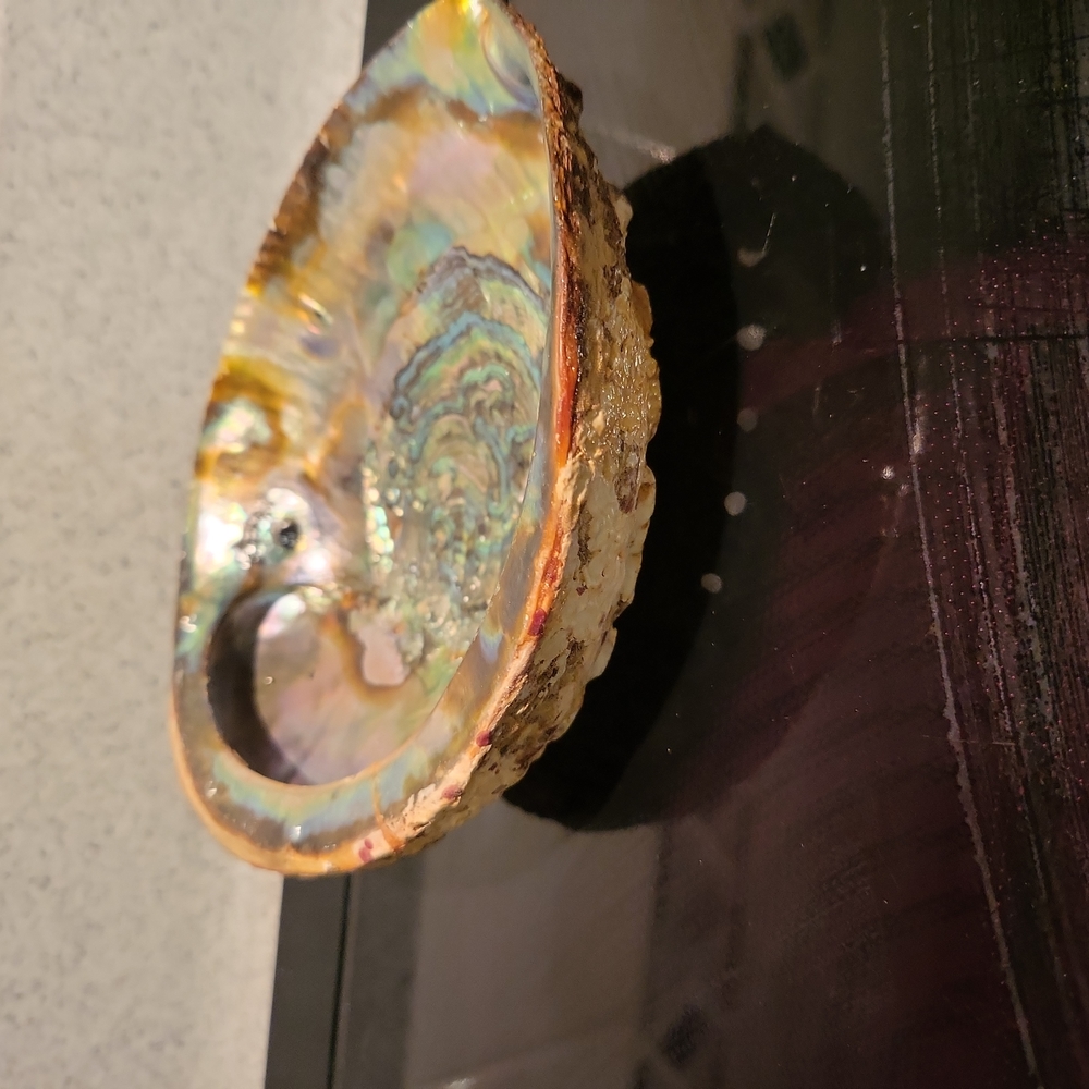 Vintage Beautiful Abalone Shell 6" - Picture 4 of 6